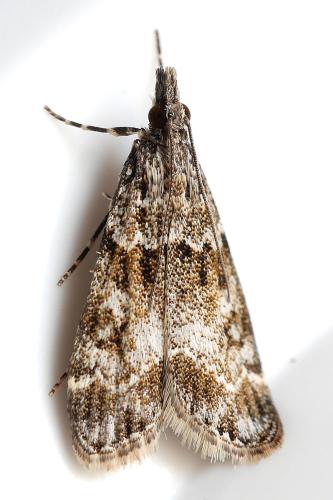 Eudonia mercurella